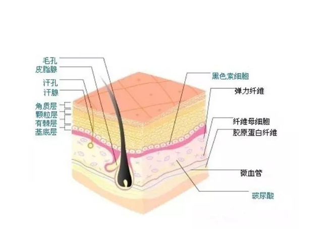 皮肤层次解析_副本.png